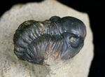 Bargain Reedops Trilobite - Inches #7141-3